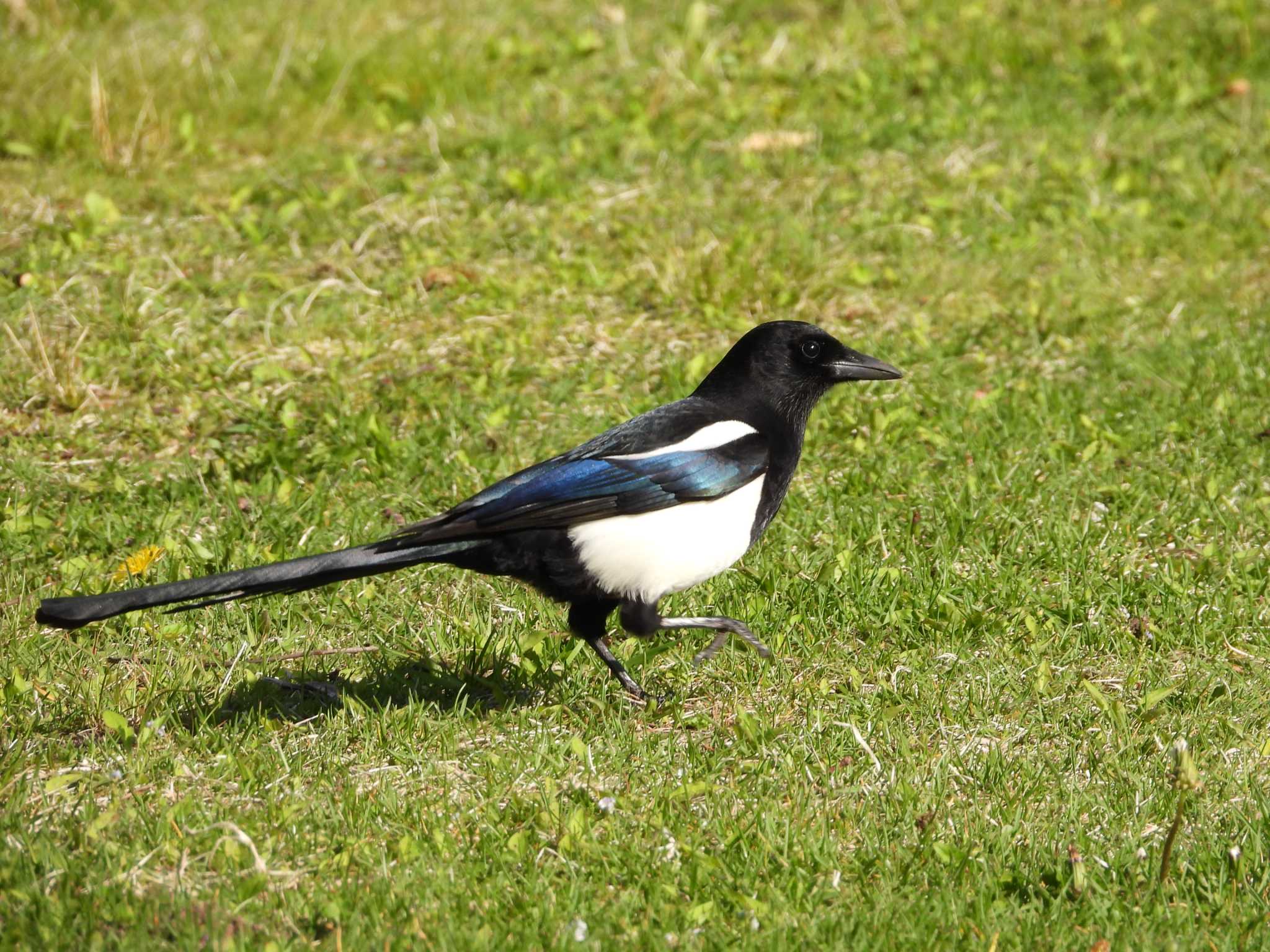 Eurasian Magpie