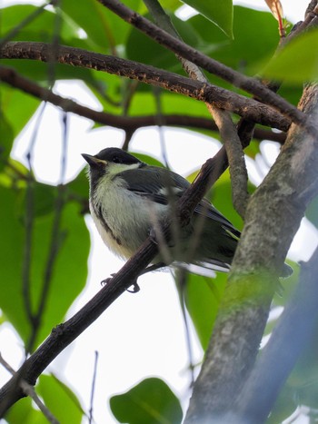 Japanese Tit Teganuma Wed, 5/22/2024