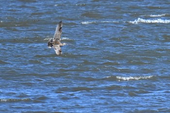 Far Eastern Curlew Kasai Rinkai Park Fri, 5/10/2024