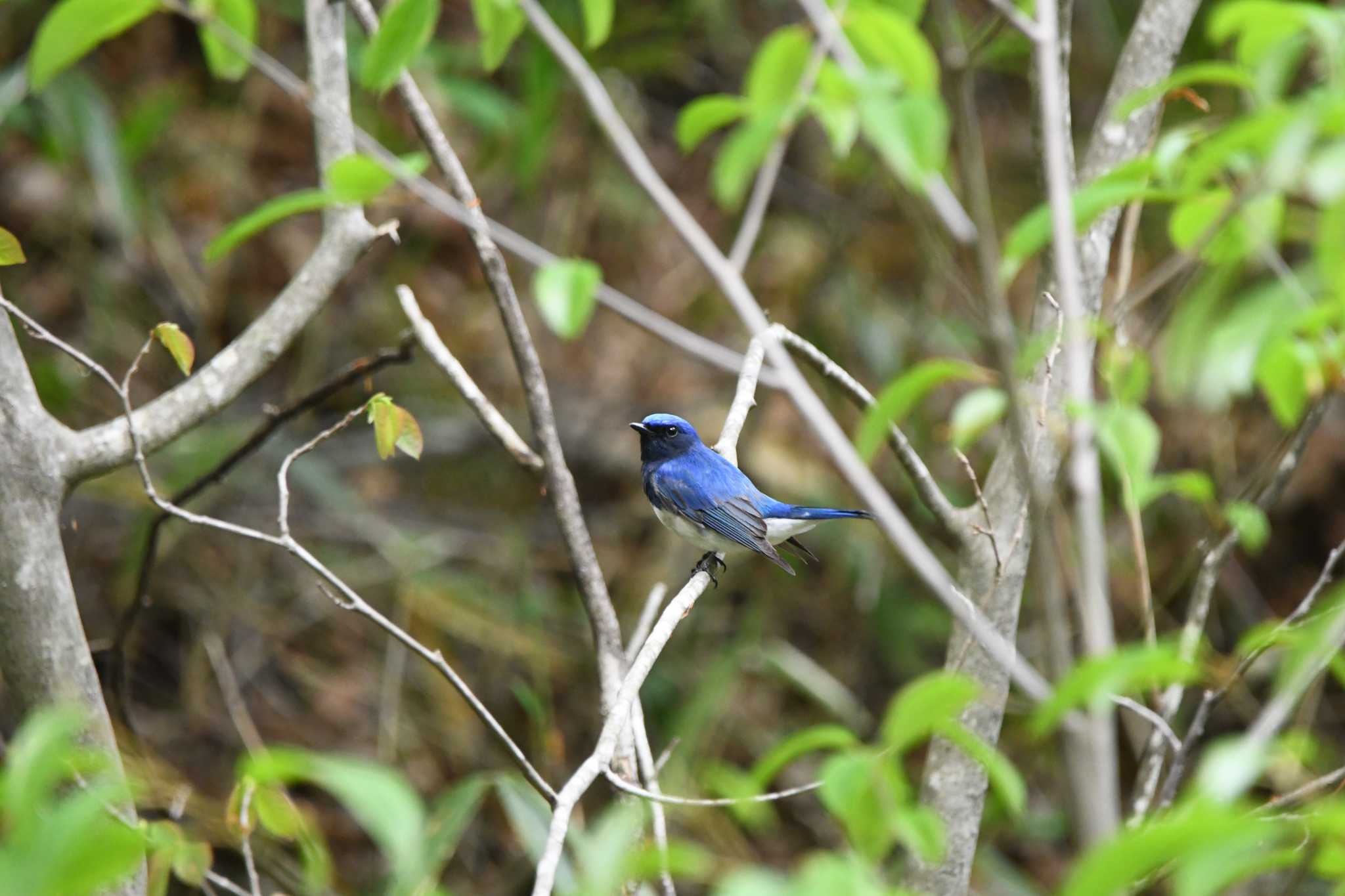 Blue-and-white Flycatcher