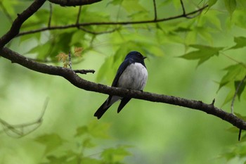 Mon, 4/29/2024 Birding report at 栃木県民の森