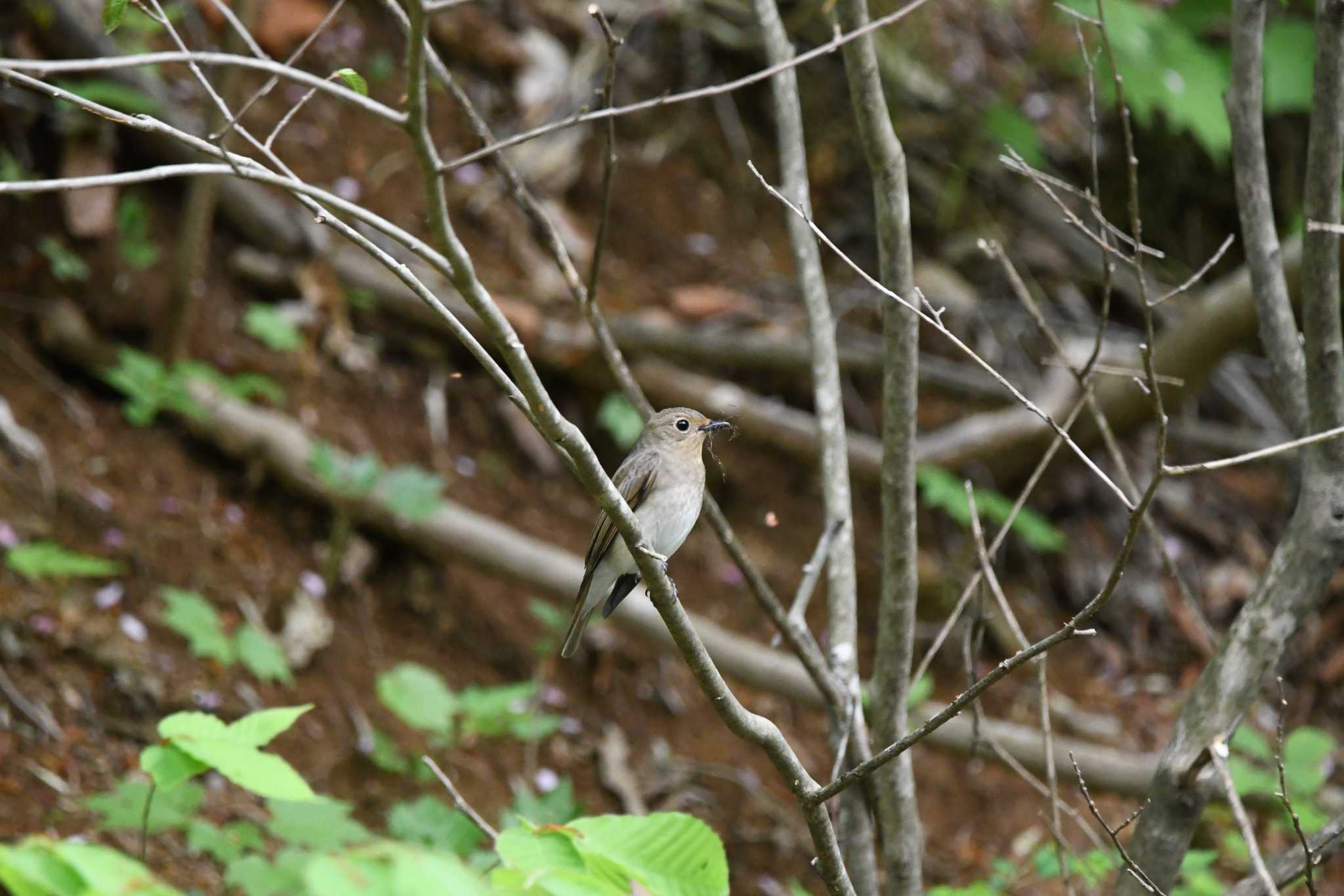 Blue-and-white Flycatcher