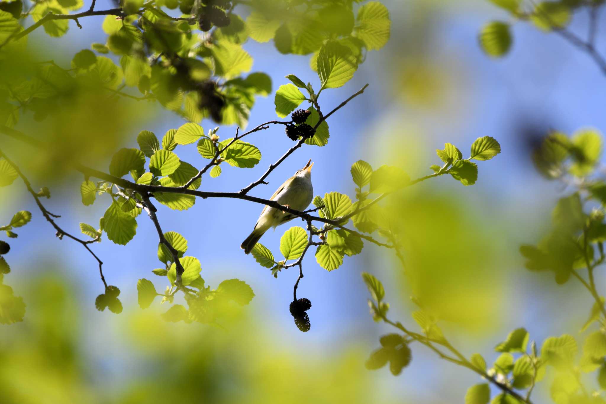 Eastern Crowned Warbler