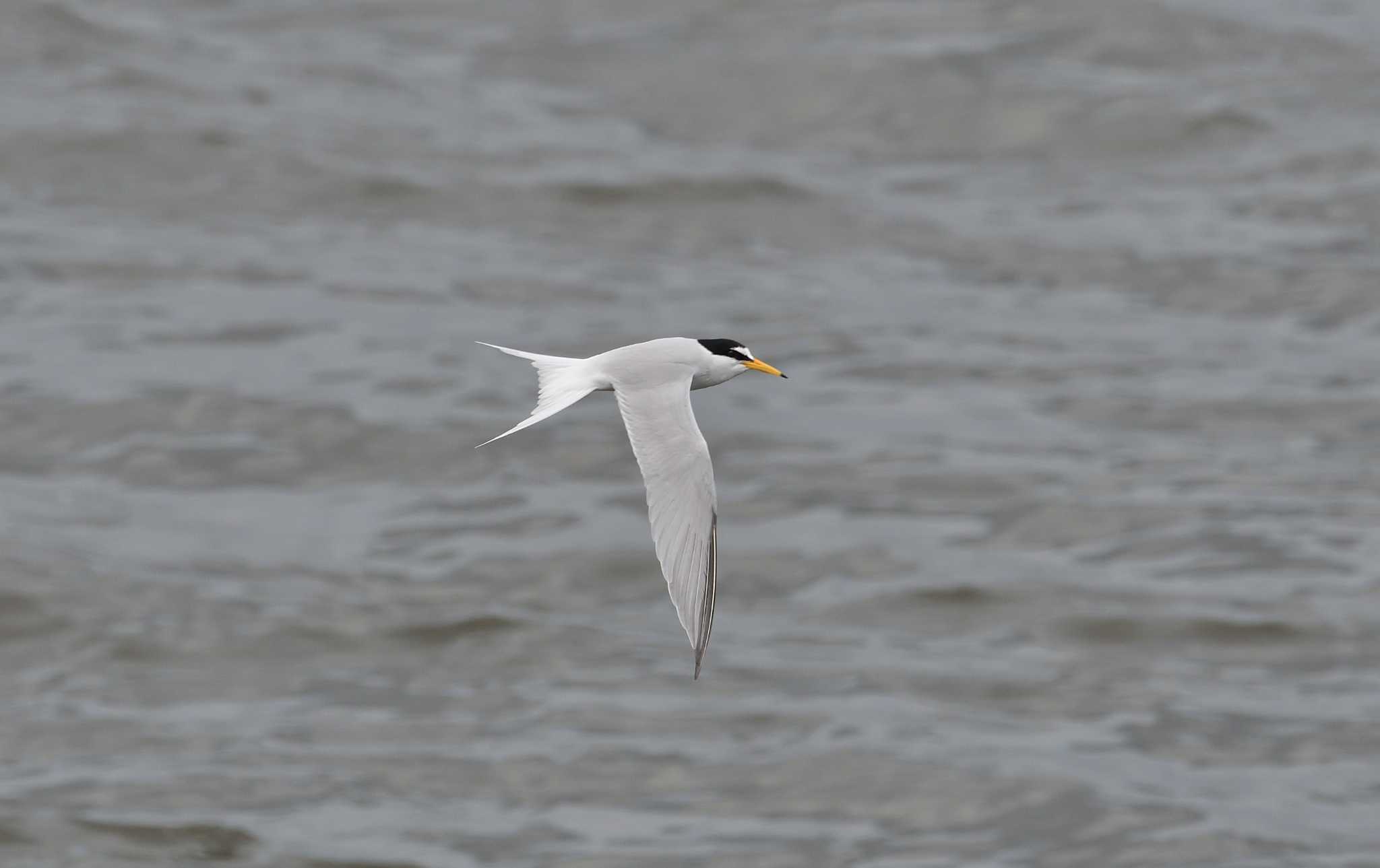 Little Tern