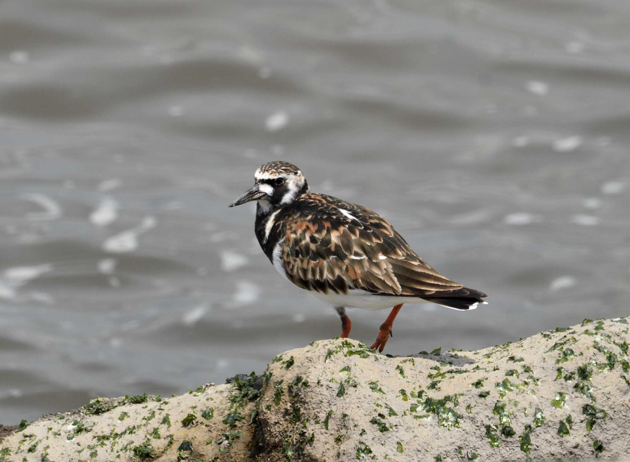 Ruddy Turnstone