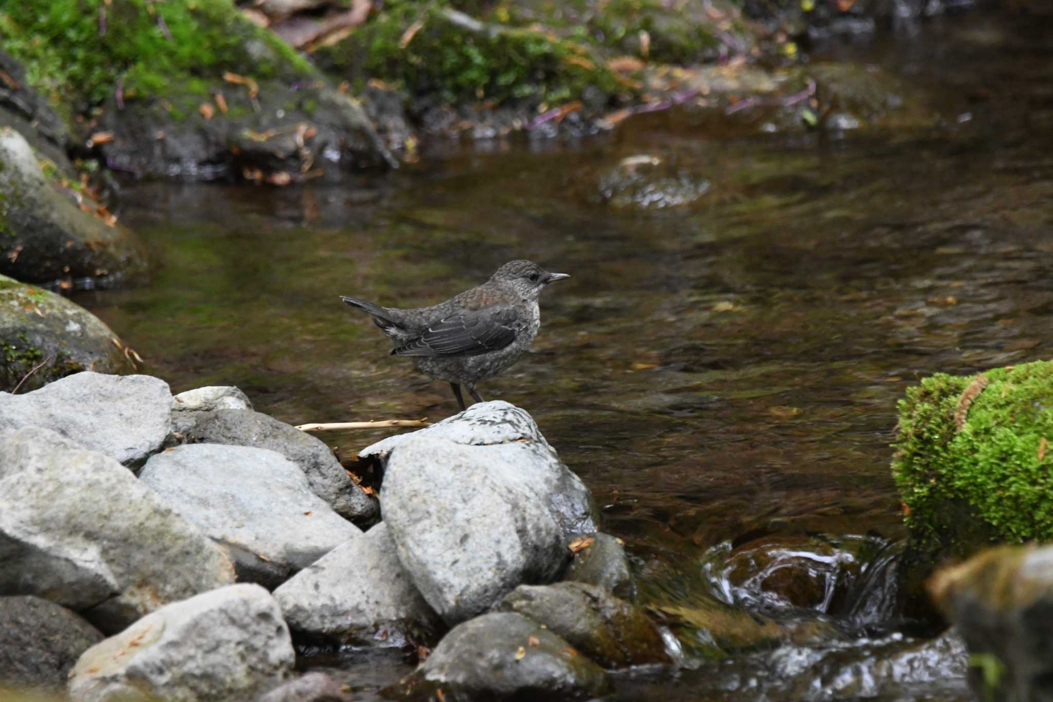 Brown Dipper