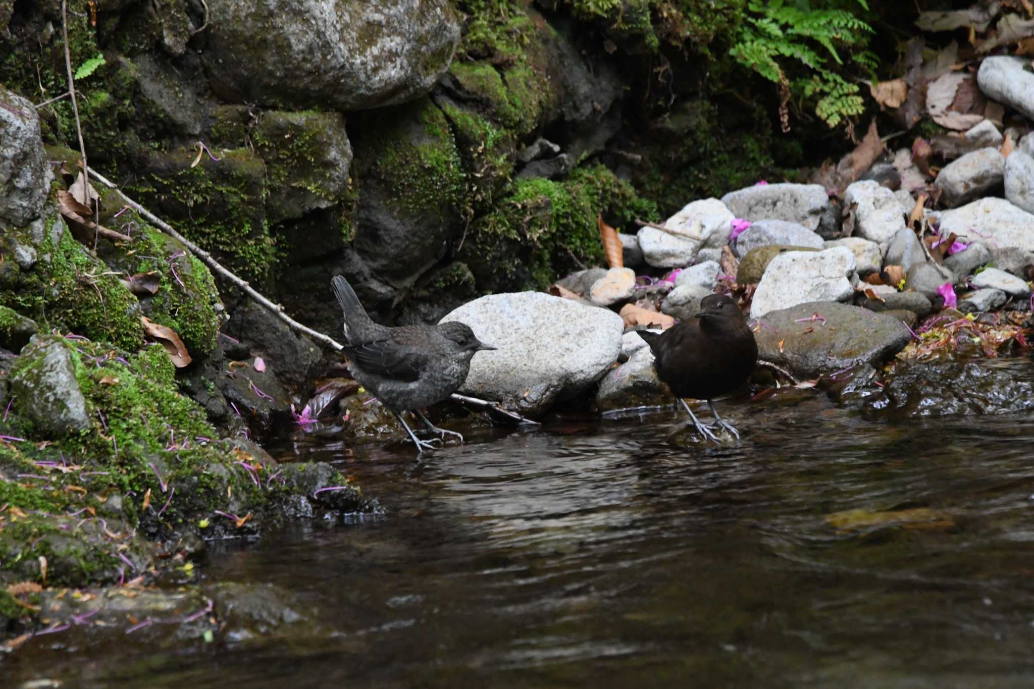 Brown Dipper