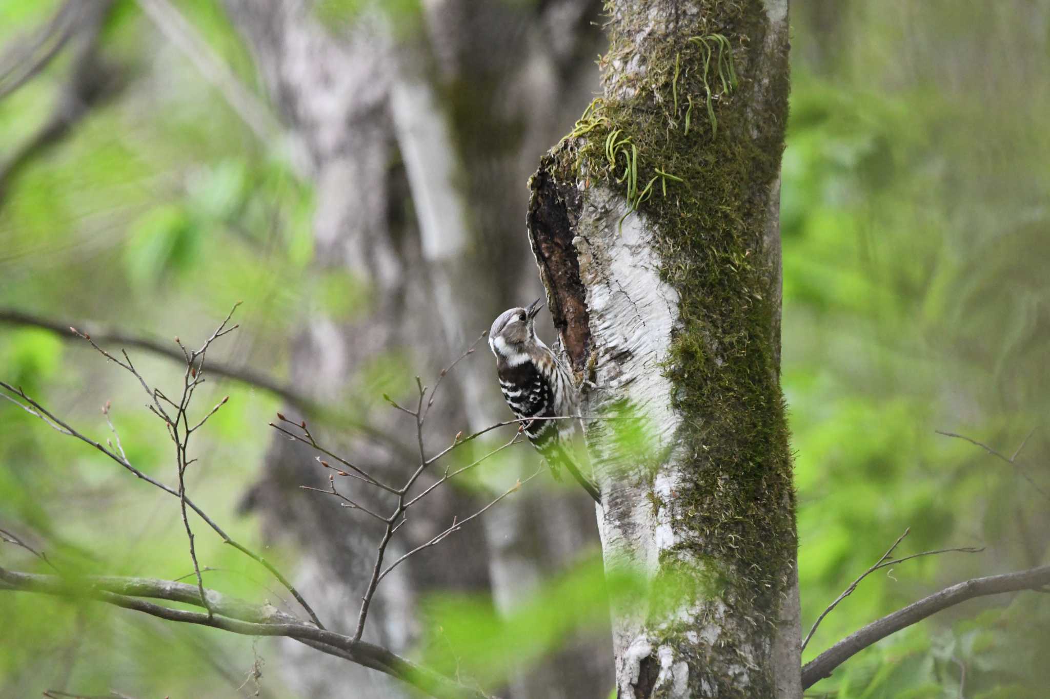 Japanese Pygmy Woodpecker