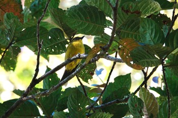 Bornean Whistler