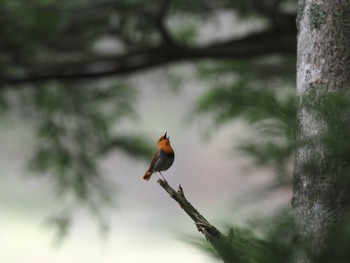 Wed, 5/22/2024 Birding report at 湯元光徳線歩道