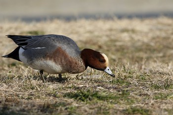 Eurasian Wigeon 大田区 Tue, 1/8/2019