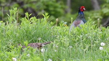 Green Pheasant 長野県南佐久 Wed, 5/22/2024