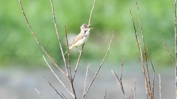 Wed, 5/22/2024 Birding report at 長野県南佐久