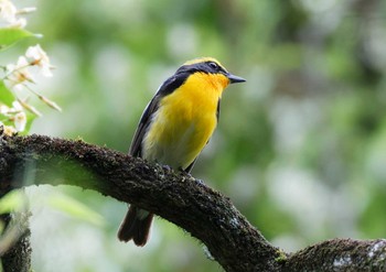 Narcissus Flycatcher 八王子城跡 Sun, 5/19/2024