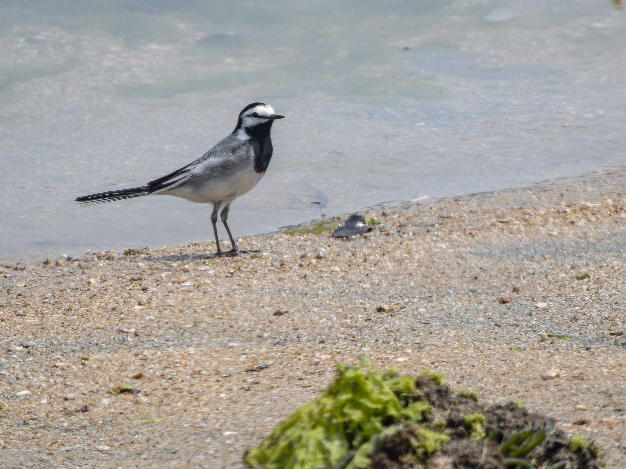 Photo of White Wagtail(ocularis) at 長崎県 by ここは長崎