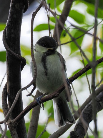 Japanese Tit Teganuma Wed, 5/22/2024