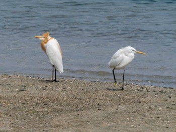 2024年5月7日(火) 長崎県の野鳥観察記録