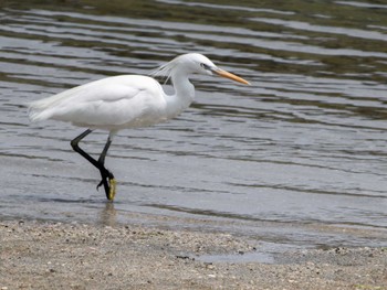 Tue, 5/7/2024 Birding report at 長崎県