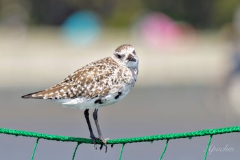 Grey Plover Sambanze Tideland Sat, 4/13/2024