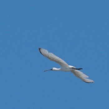 Black-faced Spoonbill Kasai Rinkai Park Sat, 5/11/2024