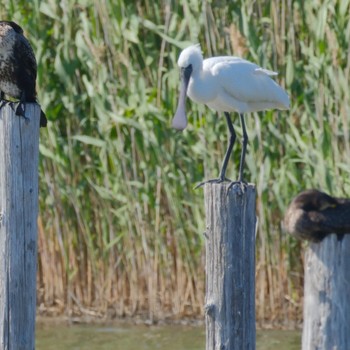 Black-faced Spoonbill Kasai Rinkai Park Sat, 5/11/2024