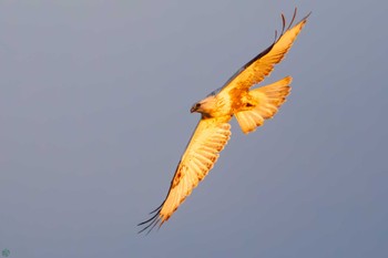 Rough-legged Buzzard 利根川 Sat, 3/2/2024