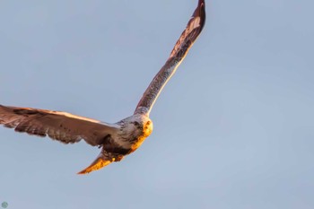 Rough-legged Buzzard 利根川 Sat, 3/2/2024