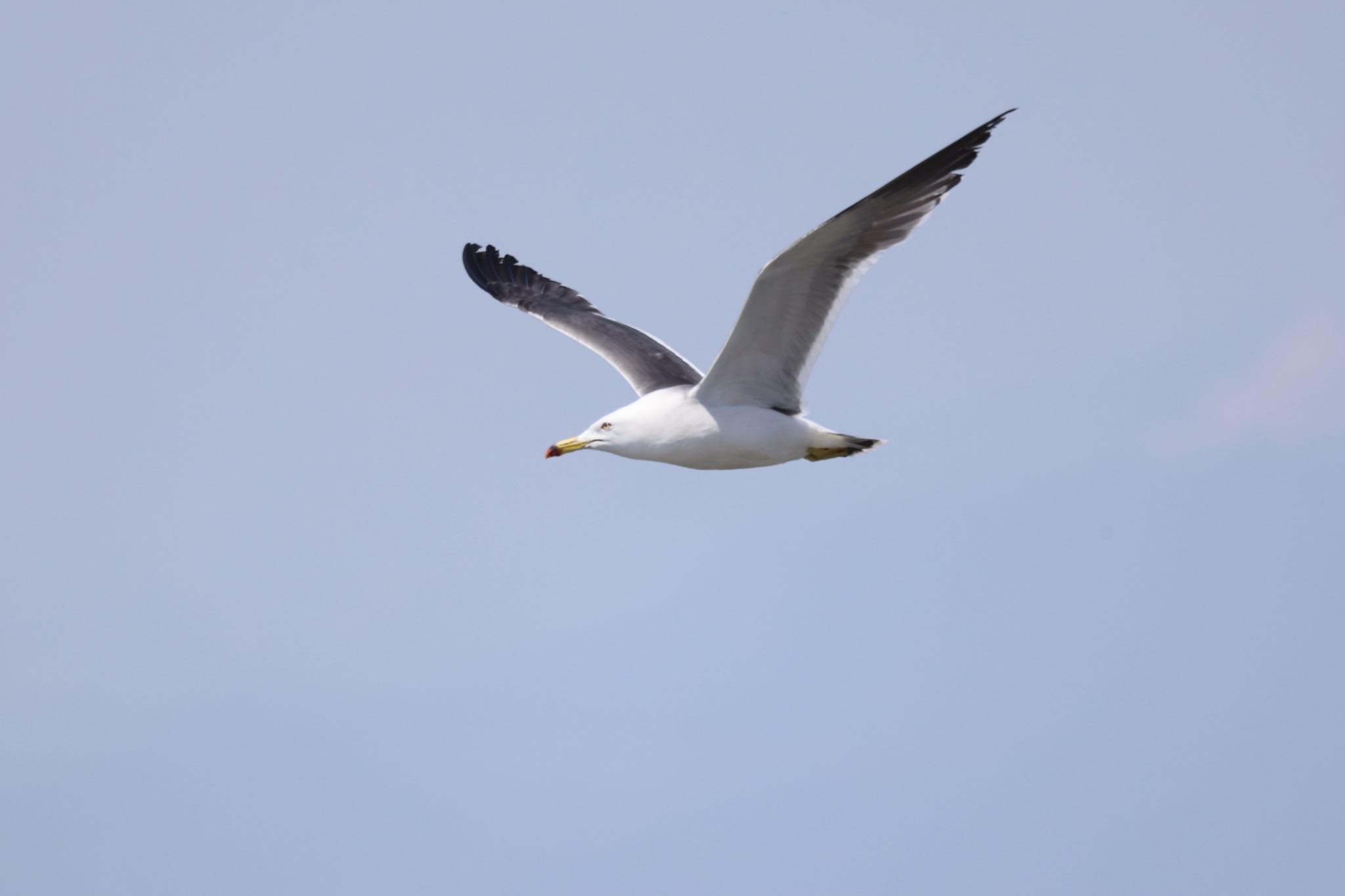 Black-tailed Gull