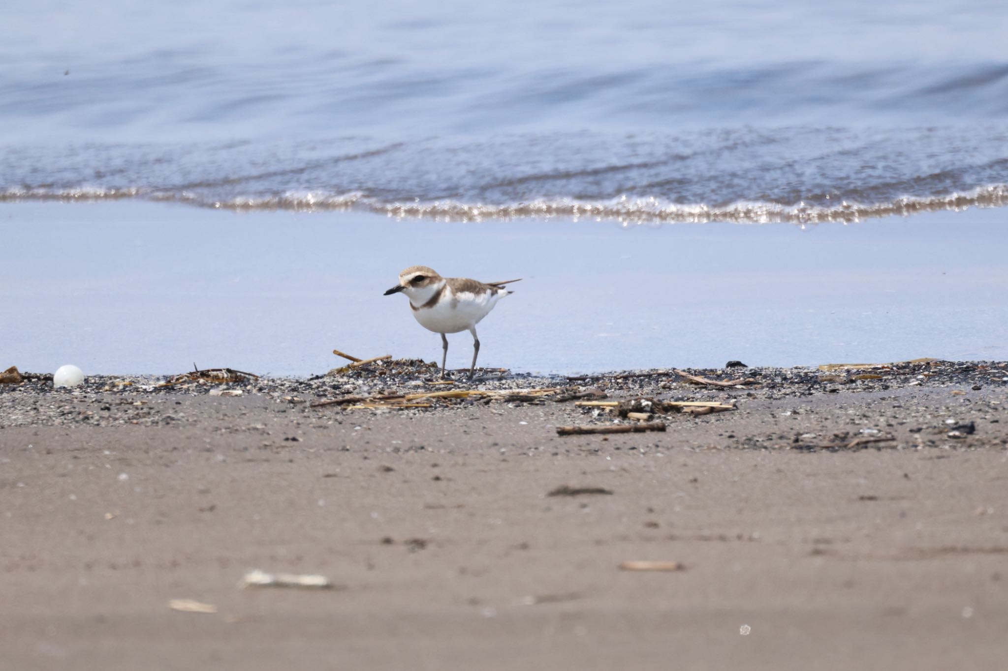 Kentish Plover