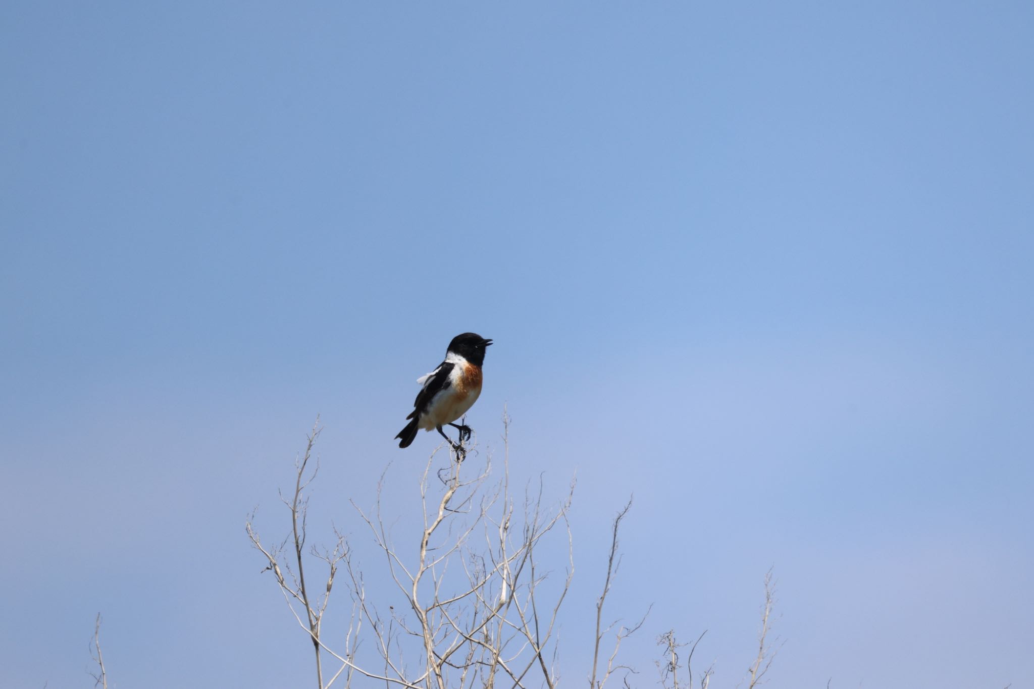 Amur Stonechat