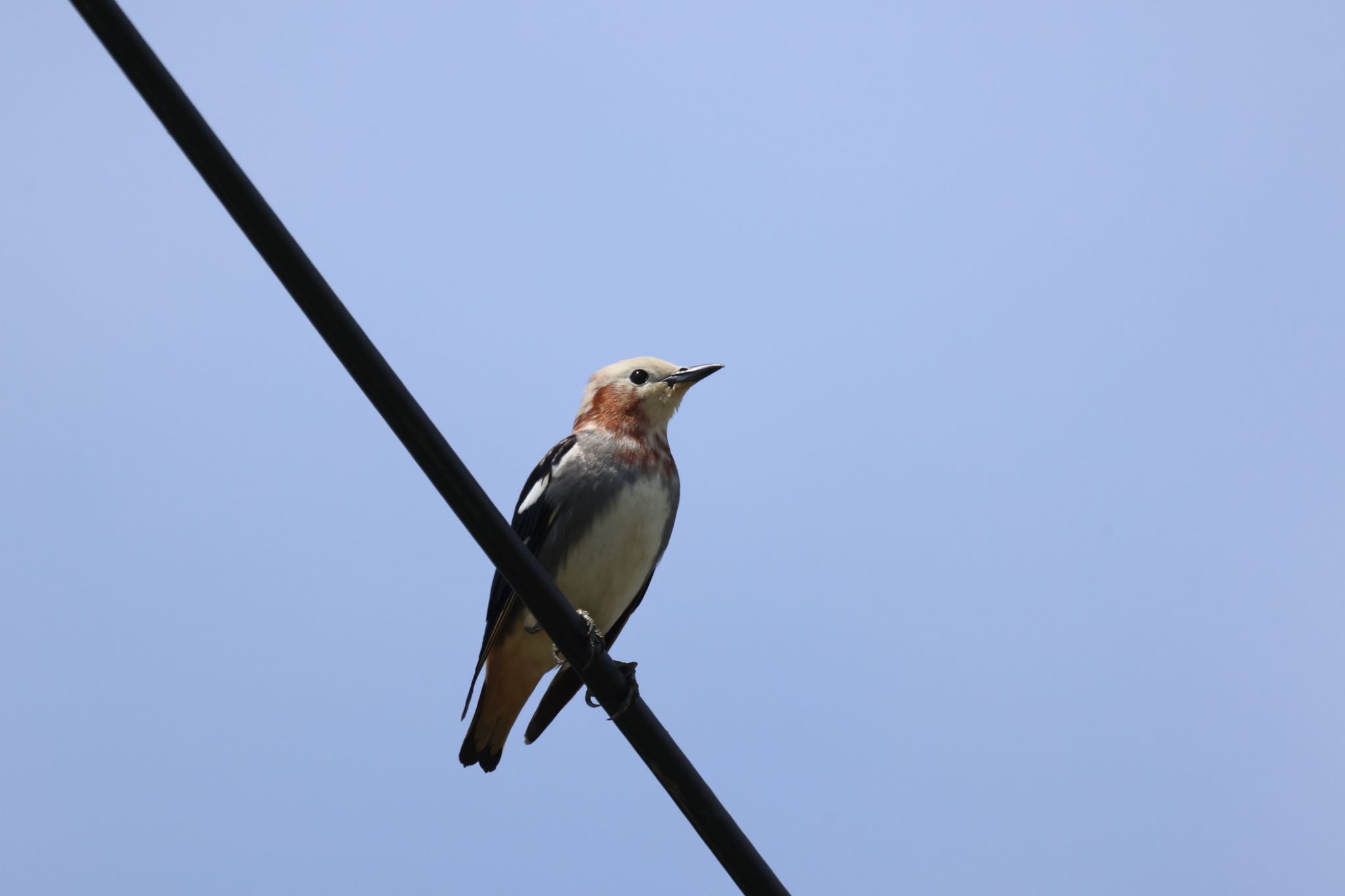 Chestnut-cheeked Starling