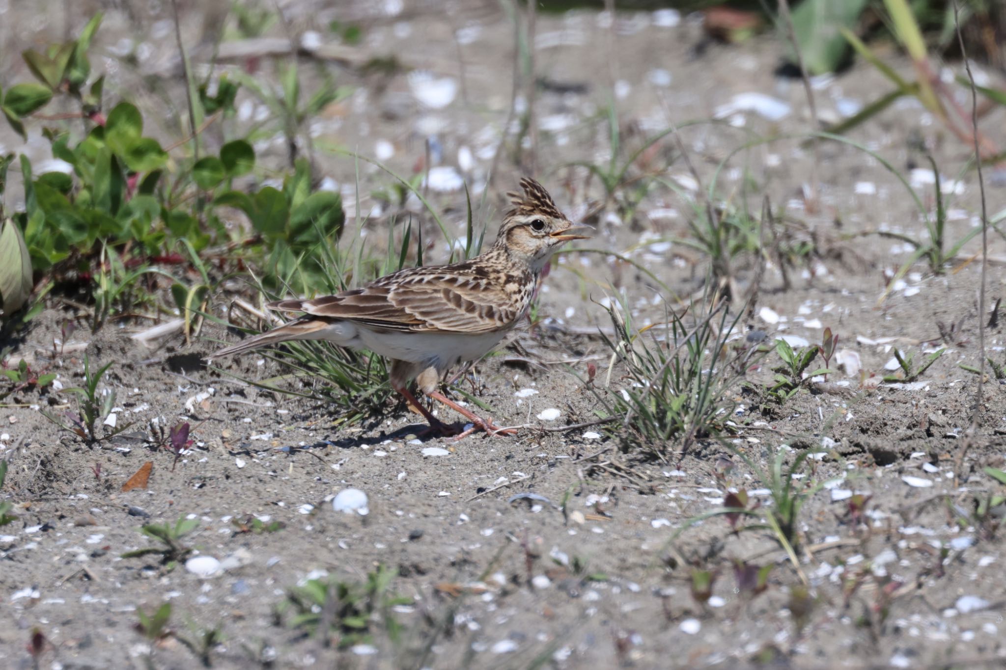 Eurasian Skylark