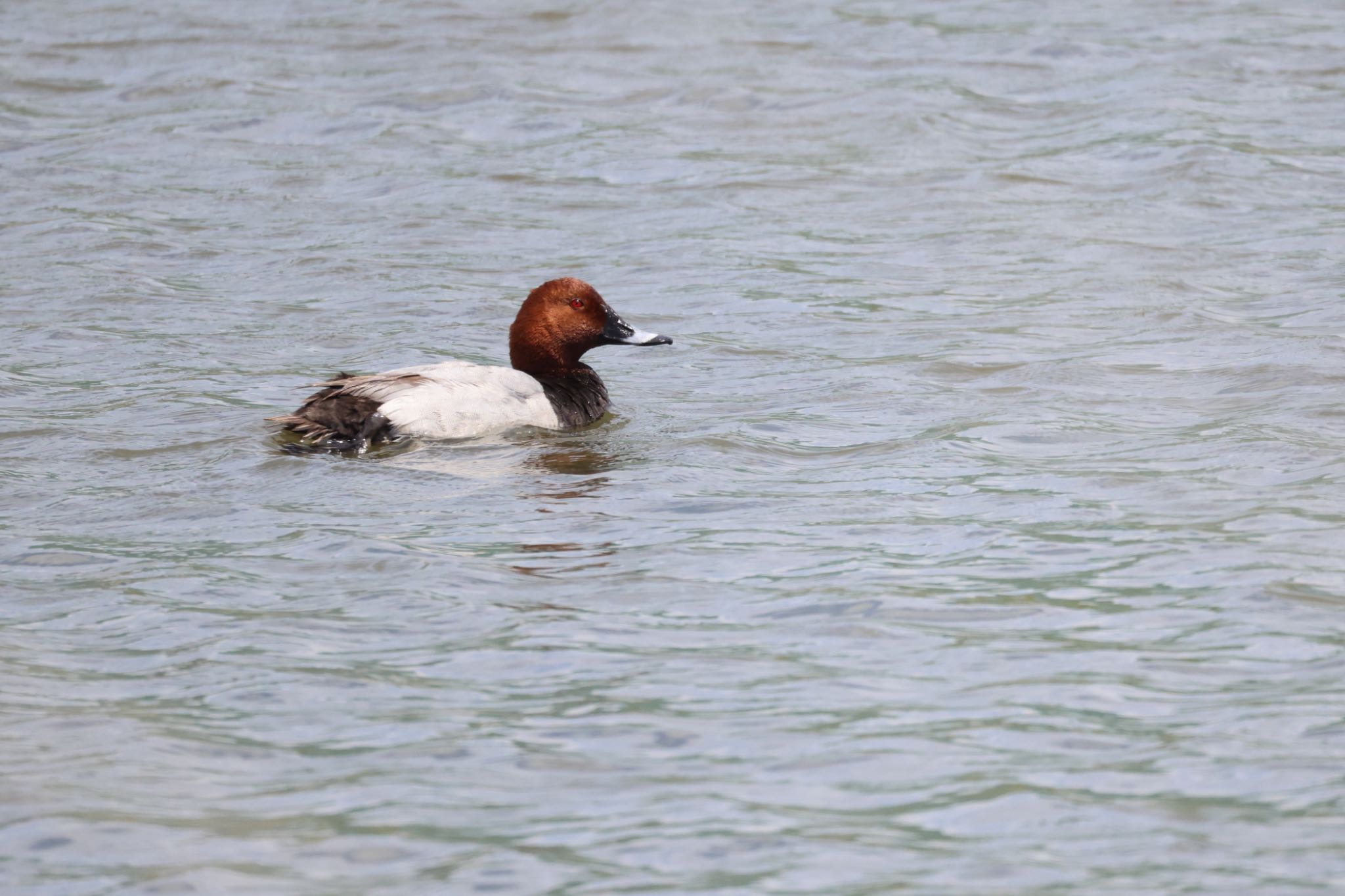 Common Pochard