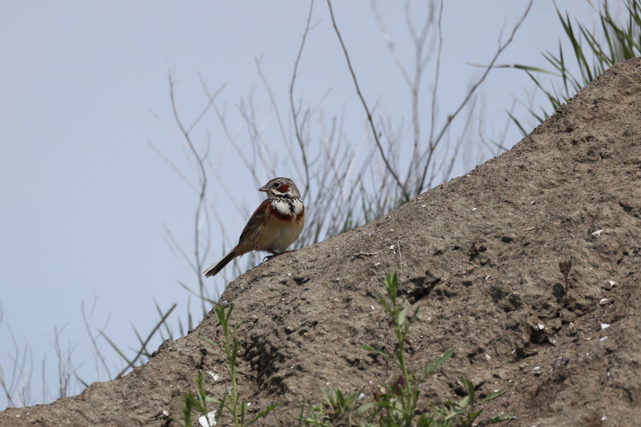 Chestnut-eared Bunting