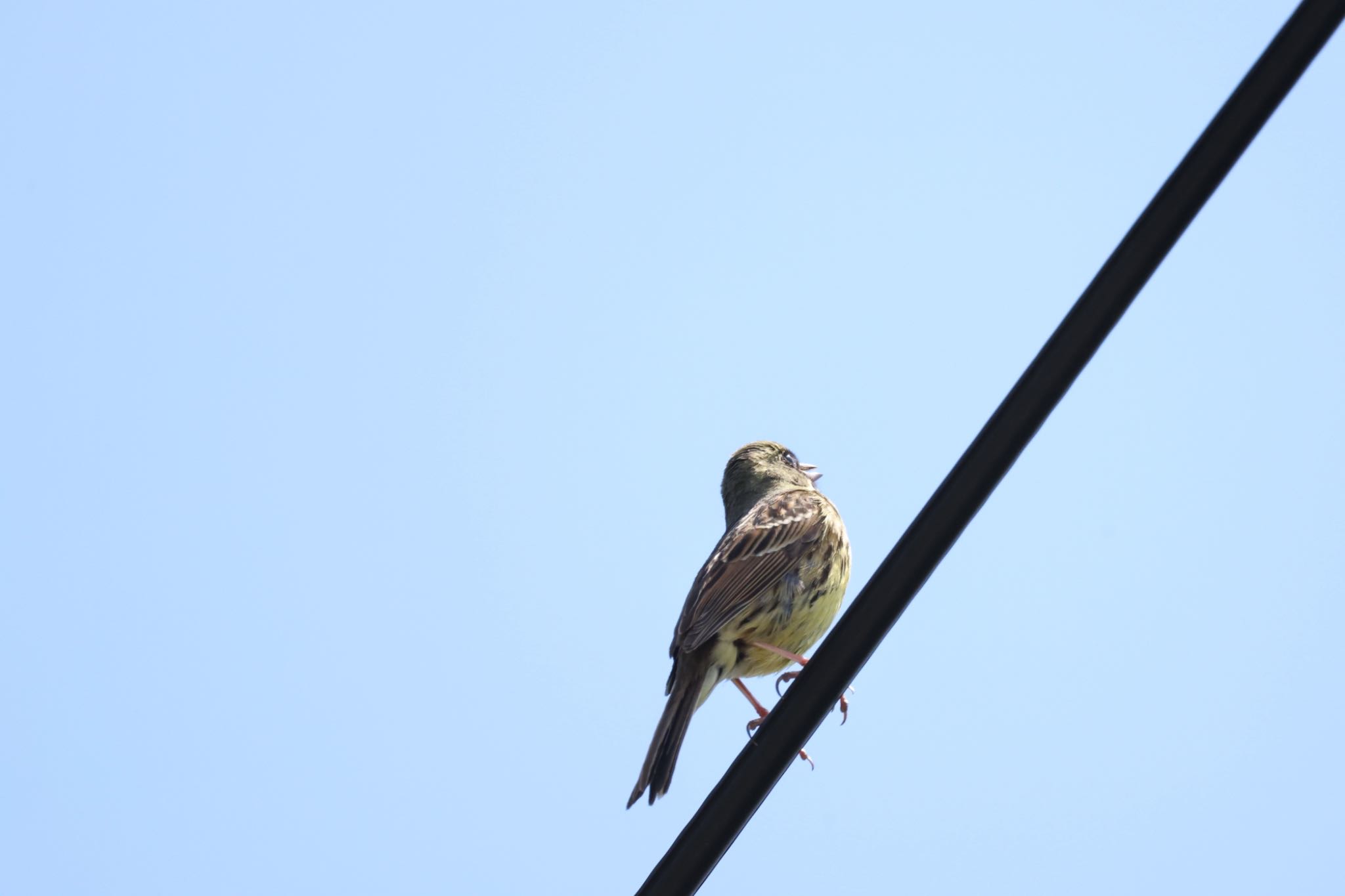 Photo of Masked Bunting at 石狩干拓 by will 73