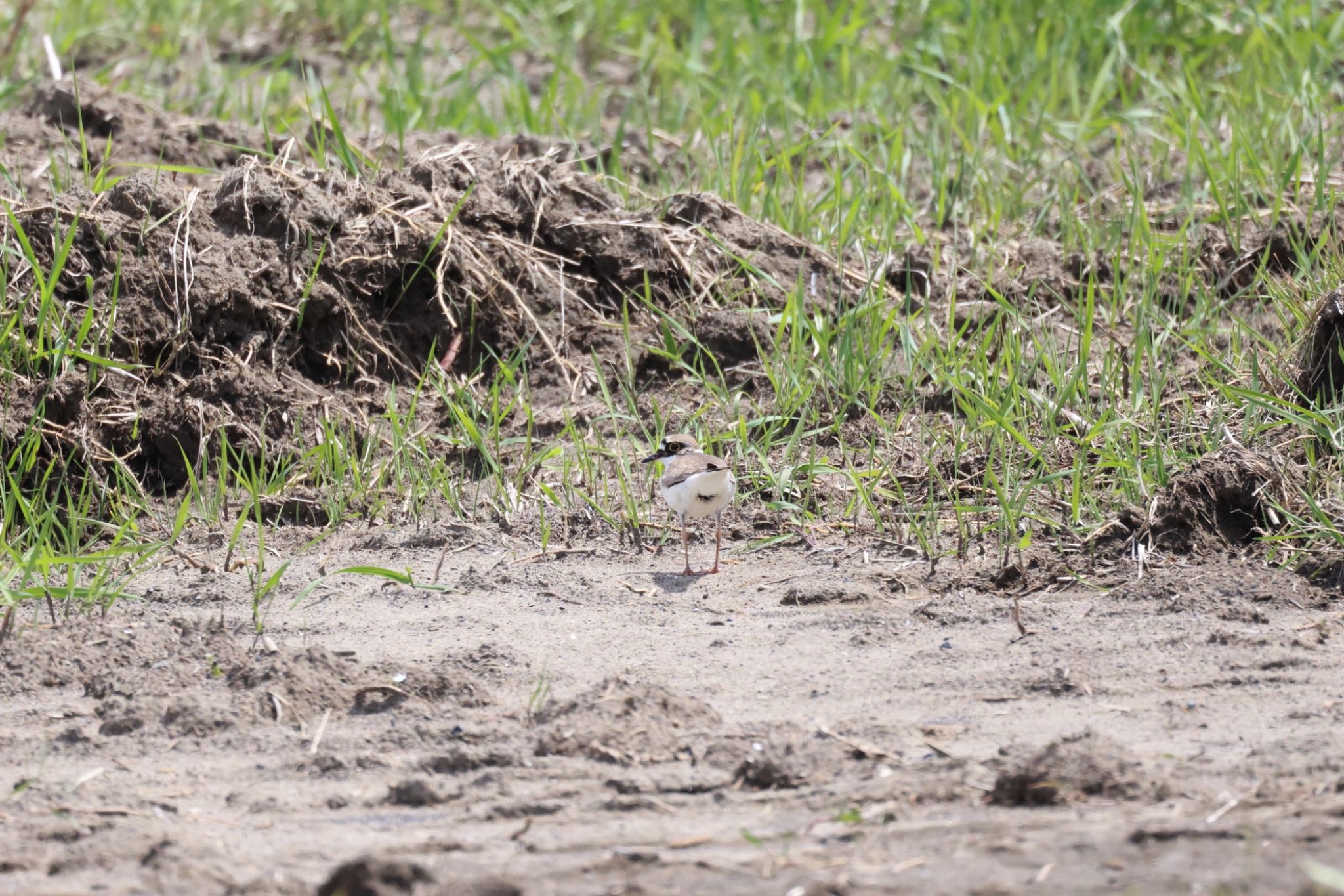 Photo of Little Ringed Plover at 石狩干拓 by will 73