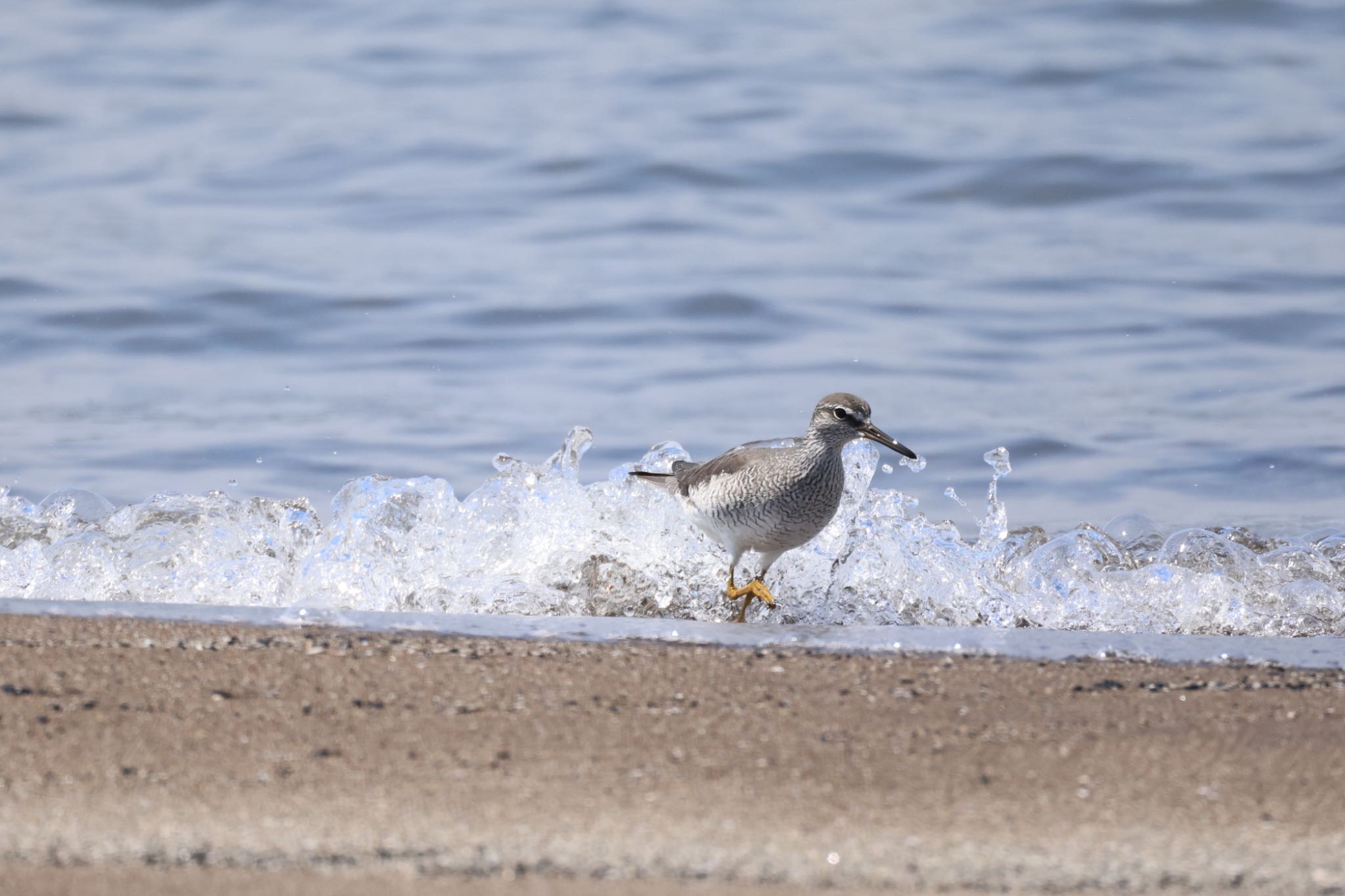 Grey-tailed Tattler