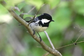 ヒガラ 軽井沢野鳥の森 2024年5月18日(土)