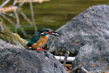 Common Kingfisher 近所 Sun, 4/21/2024