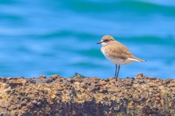 Siberian Sand Plover 魚住海岸 Thu, 4/25/2024