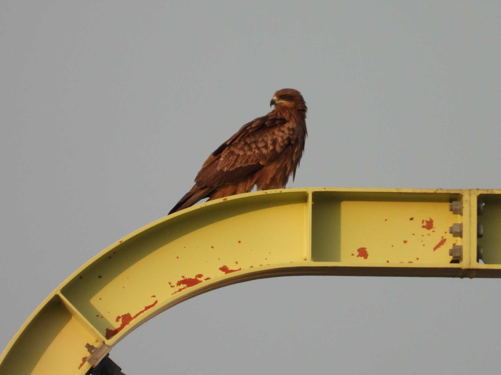 Black Kite