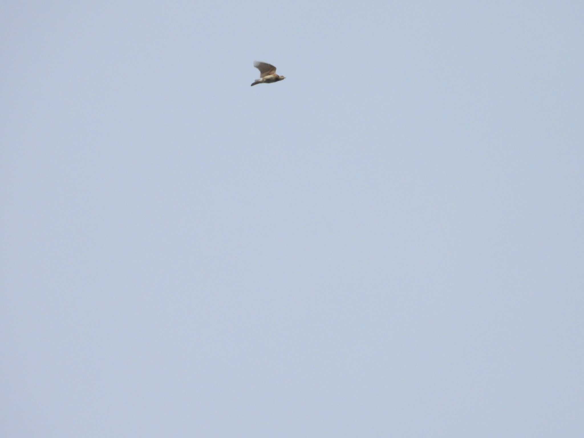 Eurasian Skylark