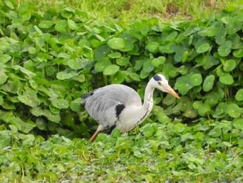 Grey Heron 多摩川二ヶ領宿河原堰 Thu, 5/23/2024