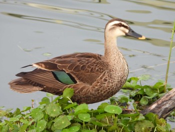 Eastern Spot-billed Duck 多摩川二ヶ領宿河原堰 Thu, 5/23/2024