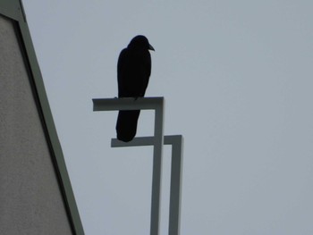 Large-billed Crow 多摩川二ヶ領宿河原堰 Thu, 5/23/2024