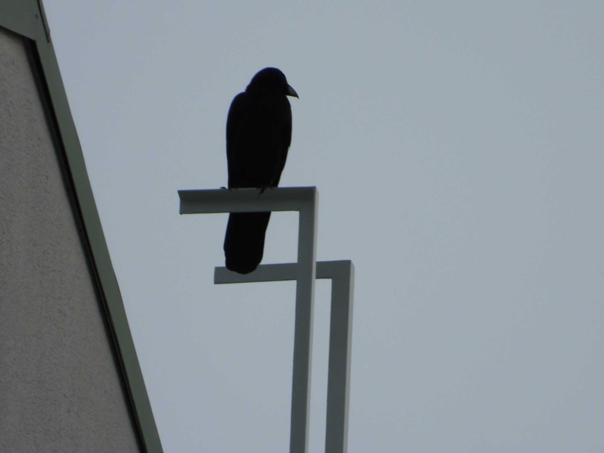 Large-billed Crow