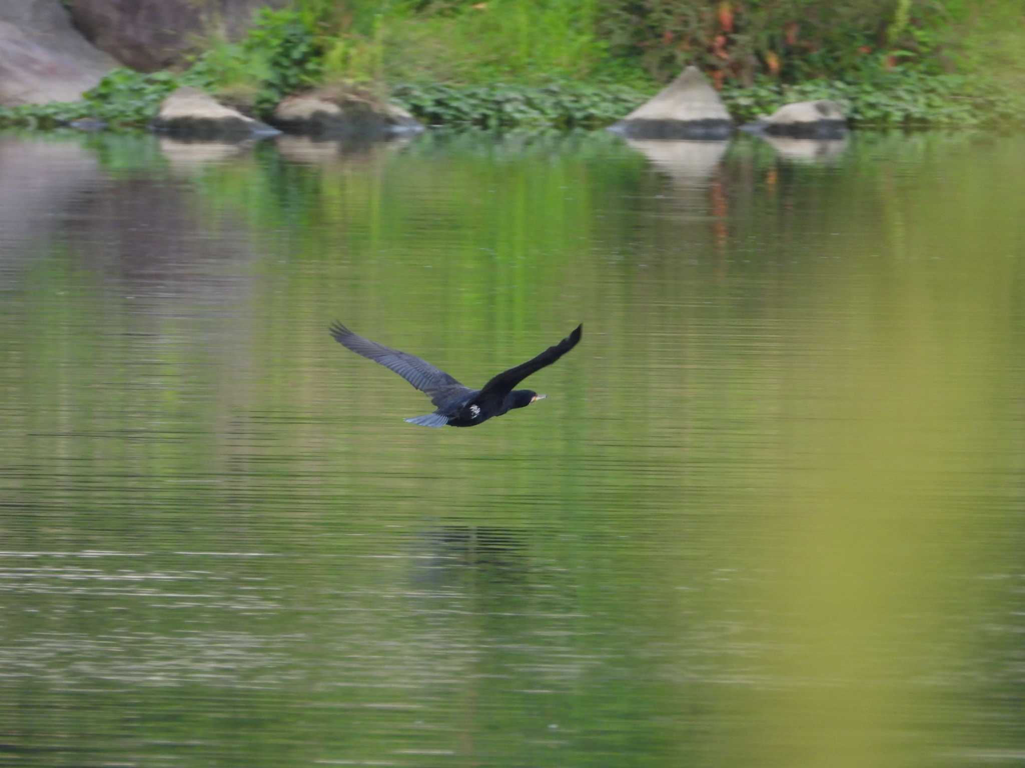 Photo of Great Cormorant at 多摩川二ヶ領宿河原堰 by ヨシテル