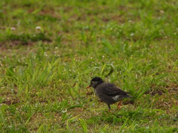 White-cheeked Starling 多摩川二ヶ領宿河原堰 Thu, 5/23/2024