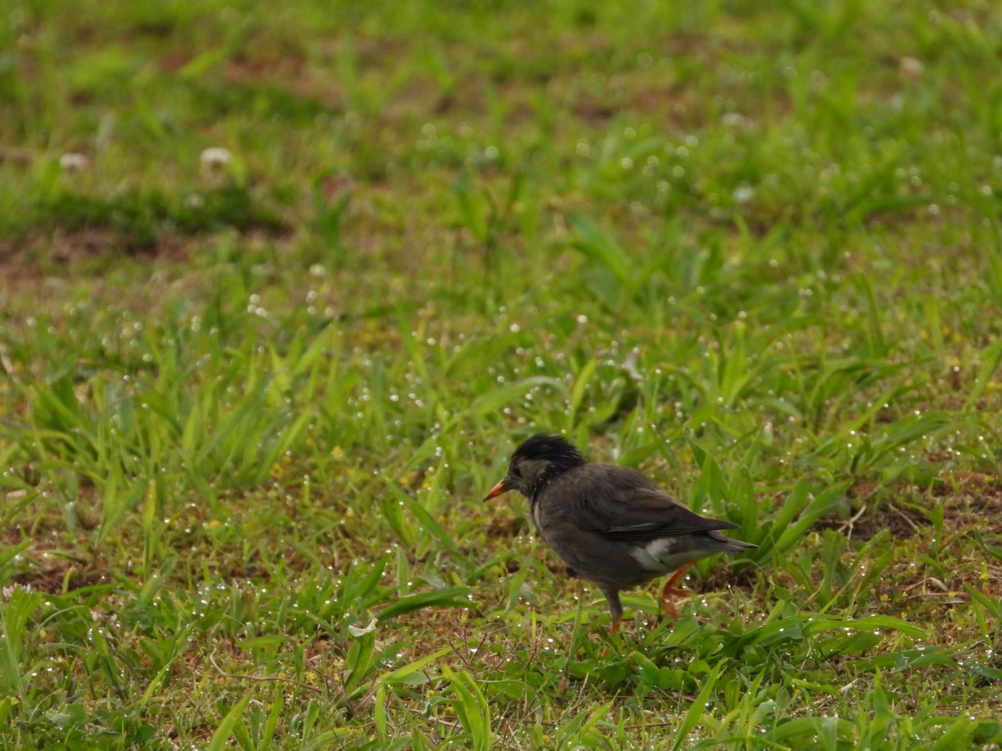 White-cheeked Starling