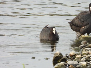 Eurasian Coot 多摩川二ヶ領宿河原堰 Thu, 5/23/2024